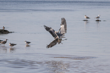 Big herons fight

