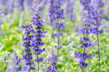 Naklejka premium Blue salvia flower blooming.
