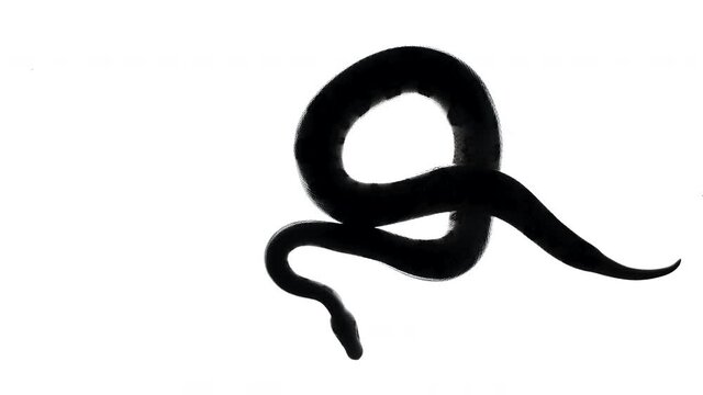 Black snake silhouette on white, camera from bottom