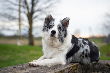 Border collie lying on concrete structures at sunset