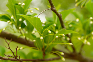 Obraz premium Young flower buds of Japanese snowbell (Styrax japonica) in Japan in early summer