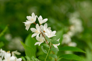 Full blooming of Japanese snowflower (Deutzia crenata) in Japan in early summer