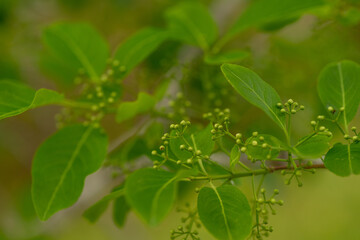 Fototapeta na wymiar Young buds of Hamilton's spindletree (Euonymus hamiltonianus) in Japan in early summer