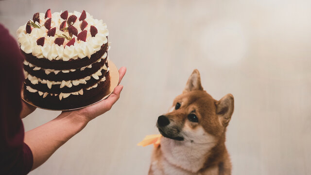 Cute happy birthday photo of a shiba inu puppy with selective focus and blurred background. Big red cake in women's hands.