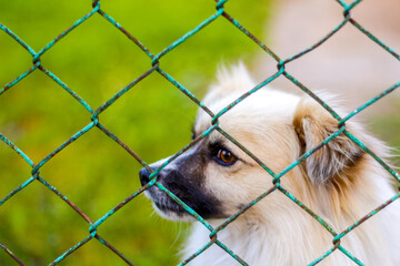 Defocus pekingese dog on the grass looking through green metal fence. Portrait of a dog behind an iron fence standing at a fence looking at the camera. Pet alone. Out of focus