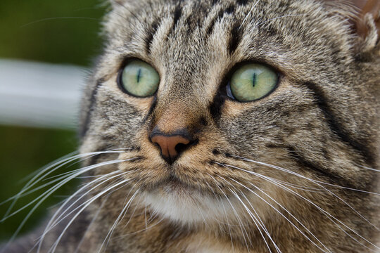  Qui est n&eacute; chat pourchasse les souris. Expression fran&ccedil;aise, qui signifie on ne peut pas lutter contre sa nature 