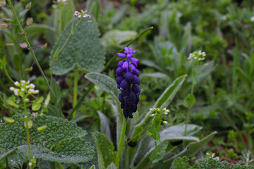 Pink flowers in green grass. Spring time.Violets in the flower bed. Sunny day.