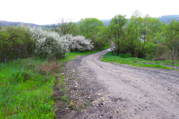 Fototapeta premium A rural road with bright green fresh grass on the roadsides and trees with young leaves and flowers. The road after the rain