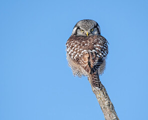 Hawk owl on a stick
