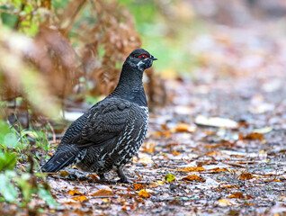 Spruce Grouse