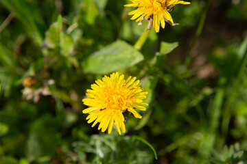 Yellow dandelions on a green meadow