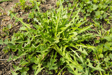 Dandelion leaves on the ground in nature close-up