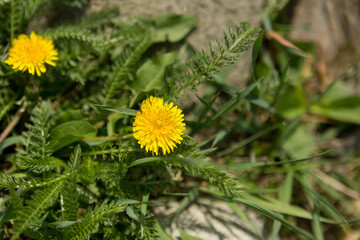 Yellow cute flower of dandelion
