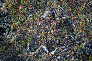 Mollusc Tridacna Fossil in limestone outcrop, Negros Island- Philippines