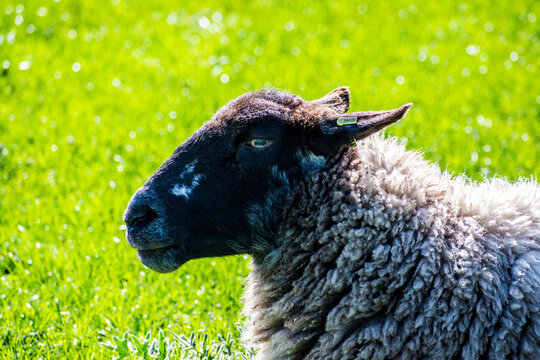 Portrait of a shhep in a Lancashire field.