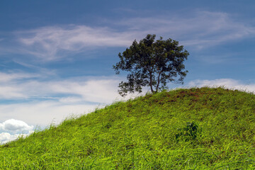 Single tree on hill and blue sky. Negros Island, Philippines