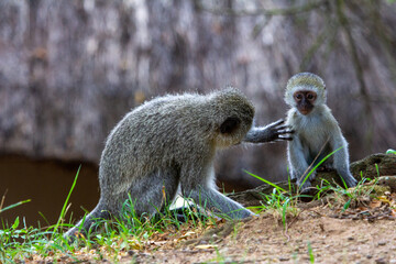 Südafrika, Affenmama kümmert sich um Baby, Safari