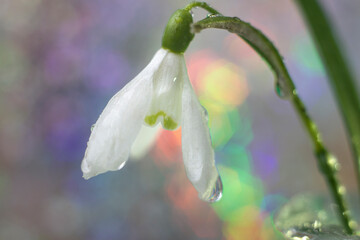 Snowdrop close-up with water drops on a background of colored glare and boke
