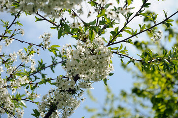 white apple flowers on blooming spring branch