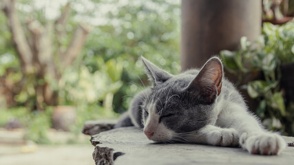 Gray-white cat, Thai cat, sleeping on an old wooden table.