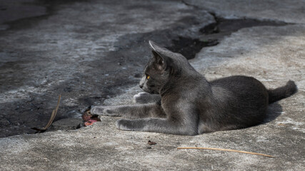 Gray cat, Korat cat, Thai cat on the floor.