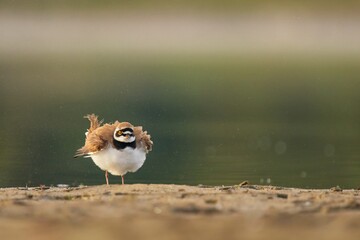 Miniature of ruffled little ringed plover during sunrise with beautiful warmth orange background,...