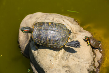 Obraz premium Turtle sunning on a log in the swamp doing funny yoga pose