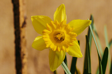 Closeup of daffodil in bloom, Narcissus jonquilla L.