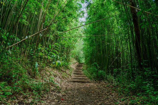 Bamboo forest, Moleka Trail, Tantalus, Honolulu, Oahu, Hawaii. Bamboo shoots