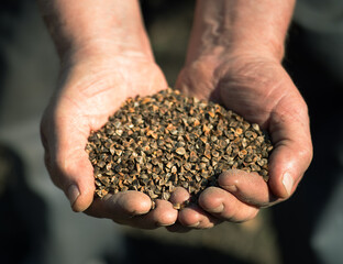 Farmer's hands close up holding a handful of buckwheat seeds. Background