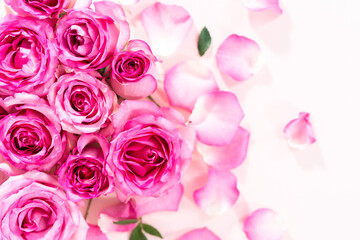 Pink roses