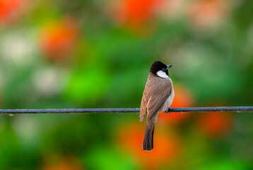 The white-eared bulbul, or white-cheeked bulbul, is a member of the bulbul family. It is found in south-western Asia from India to the Arabian peninsula.