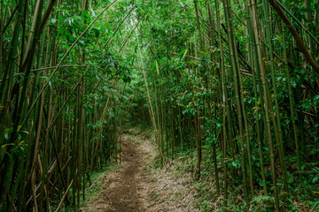 Bamboo forest, Moleka Trail, Tantalus, Honolulu, Oahu, Hawaii. Bamboo shoots