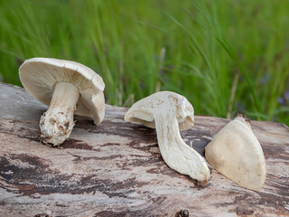 Calocybe gambosa, commonly known as St. George's mushroom, is an edible mushroom that grows mainly in fields, grass verges and roadsides.