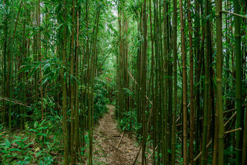 Bamboo forest, Puu Ohia Trail, Tantalus, Honolulu, Oahu, Hawaii. Bamboo shoots