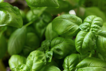 Fresh basil leaves on a dark ground background. Green basil. A lot of flavored basil. Classic herbs for salads and sauces of Italian and French cuisine. Close up selected focus. Top view