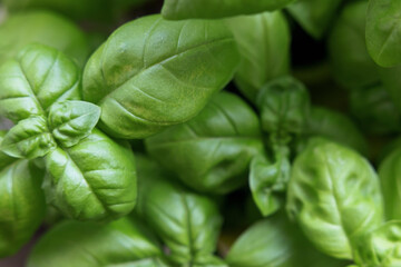 Fresh basil leaves on a dark ground background. Green basil. A lot of flavored basil. Classic herbs for salads and sauces of Italian and French cuisine. Close up selected focus.