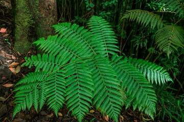 Fern in the forest, Tantalus, Honolulu, Oahu, Hawaii. Puu Ohia Trail