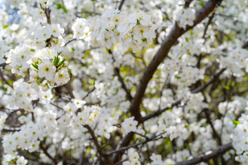 Spring cherry blossom. Beautiful white floral background.