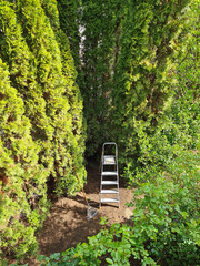 rechen und leiter an einer hecke in einem garten zur vorbereitung für die gartenarbeit