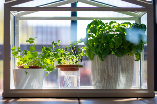 Miniature greenhouse with fresh herbs. Growing basil, parsley and watercress herbs in hydroponic system at home.