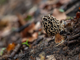 The Yellow Morel (Morchella esculenta) is an edible mushroom