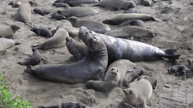 Seals at play. The California sea lion (Zalophus californianus) is an eared seal common to the Pacific coasts of North America. Day. Handheld camera.