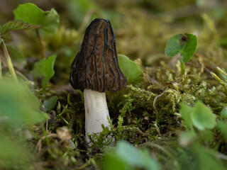 Morchella semilibera, commonly called the half-free morel, is an edible species of fungus in the family Morchellaceae native to Europe and Asia.