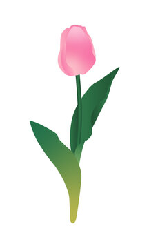 Pinke Tulpe mit zwei grünen Blättern als Vektor