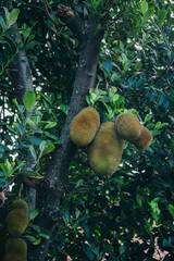 Jackfruits hanging no jackfruit tree
