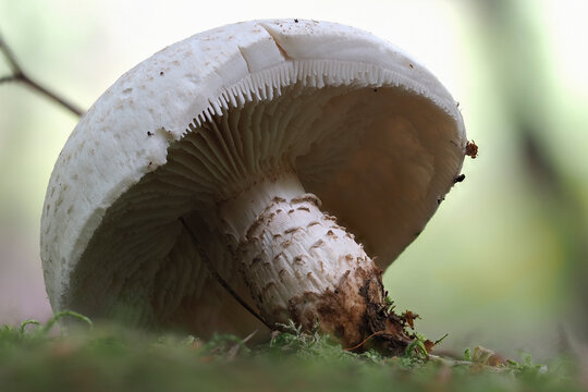 The scaly lentinus (Neolentinus lepideus) is an edible mushroom