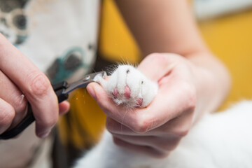 Cat grooming in pet grooming salon. Woman uses the trimmer for trimming fur.
