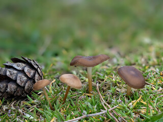 The Russian Conecap (Strobilurus stephanocystis) is an edible mushroom