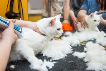 Cat grooming in pet grooming salon. Woman uses the trimmer for trimming fur.